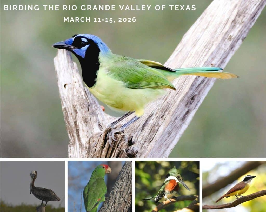 White-Simple-Hiking-Photo-Collage-–-1