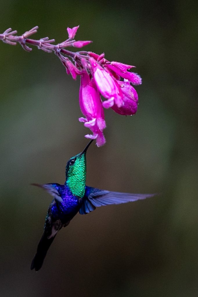 Colombia-hummingbird
