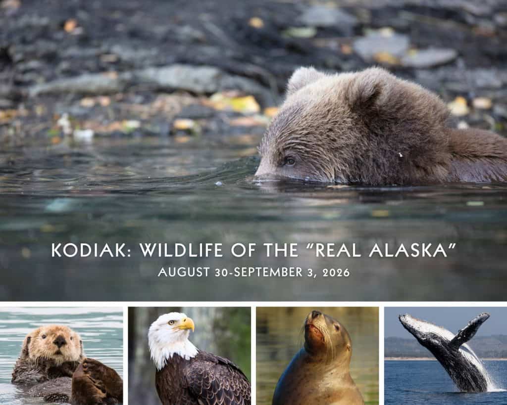 Kodiak-R2R-postcard