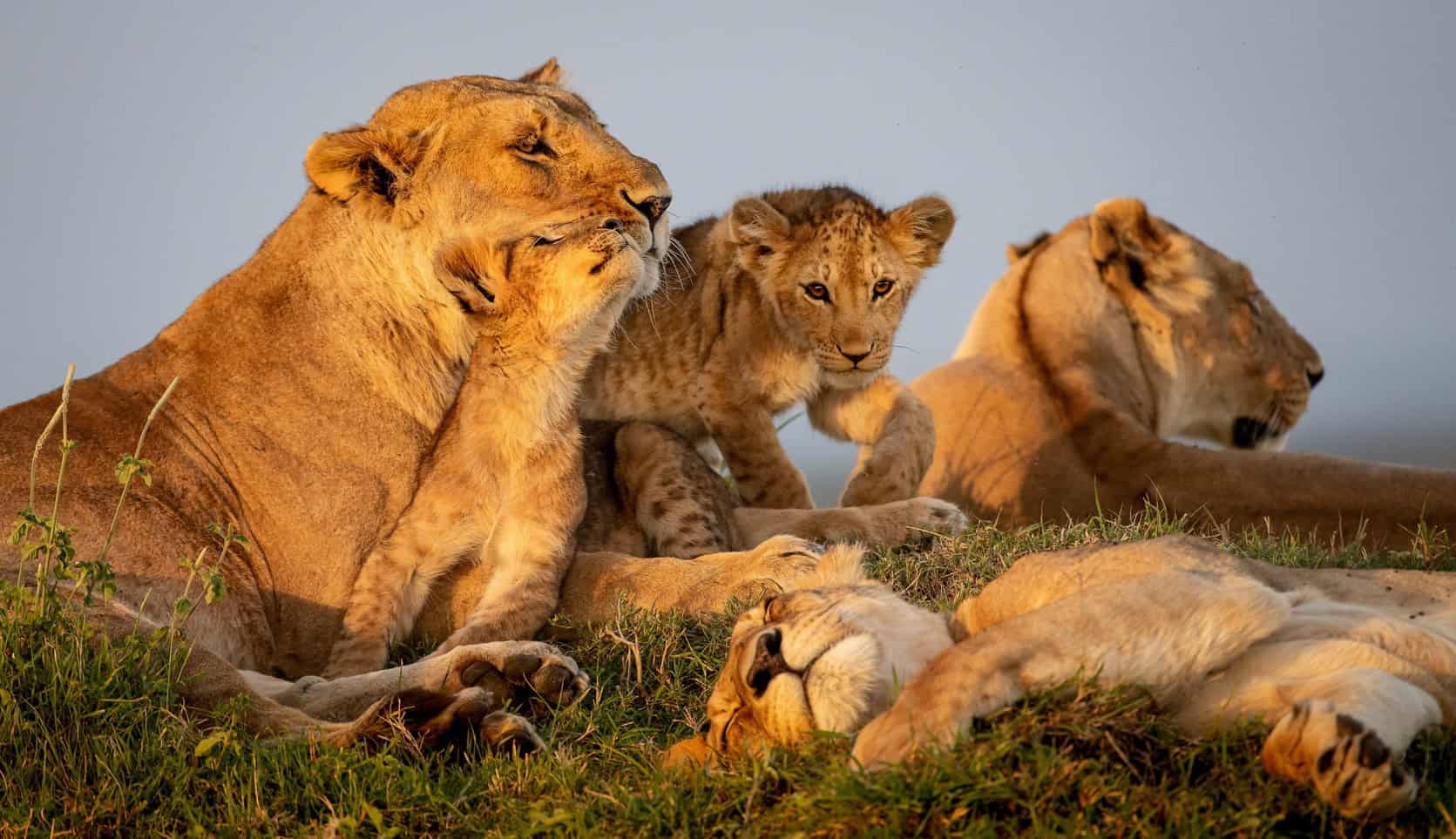 Lionesses-+-Cubs-–-Africa-Photo-Expedition