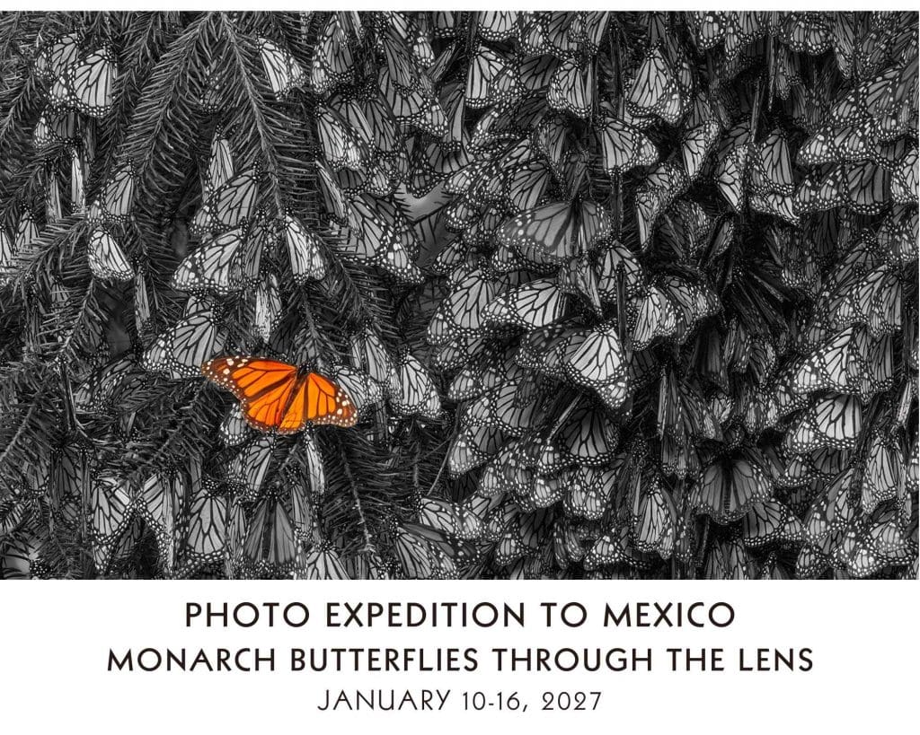 PHOTO-EXPEDITION-TO-MEXICO:-MONARCH-BUTTERFLIES-THROUGH-THE-LENS
