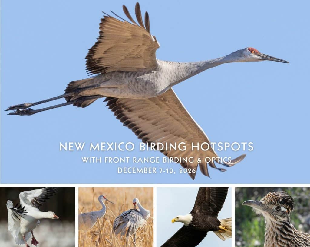 New-Mexico-Front-Range-Birding-2026