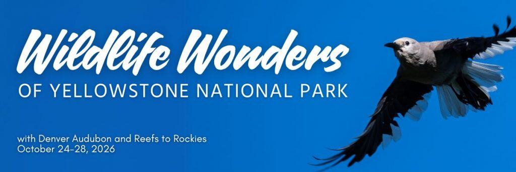 Yellowstone with Denver Audubon 2026