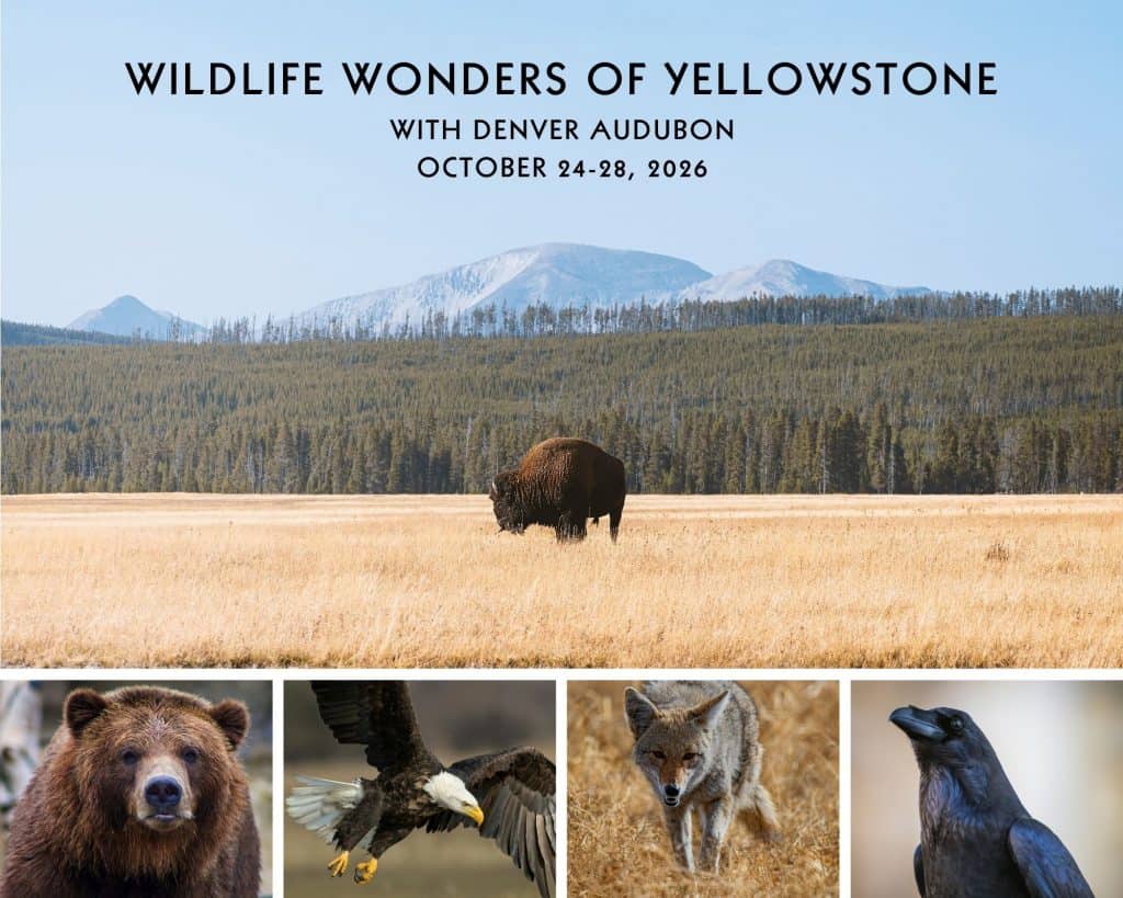 Yellowstone-Wildlife-Wonders-2026