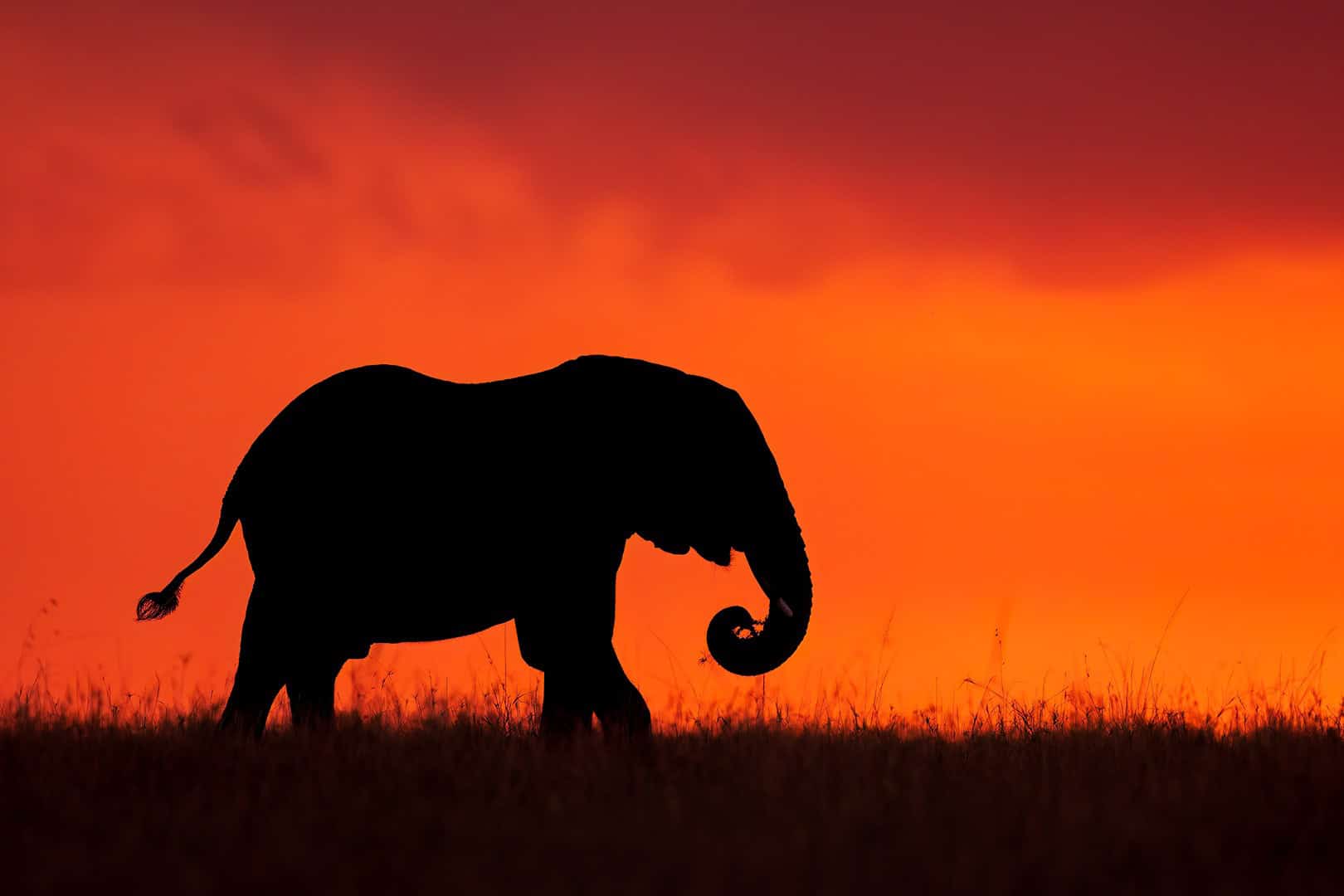 ©CherylOpperman_Elephant