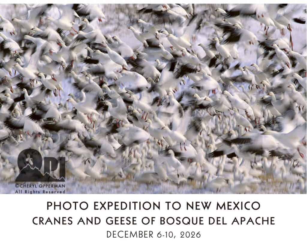 Postcard-Bosque-del-Apache-Photo-Expedition-2026