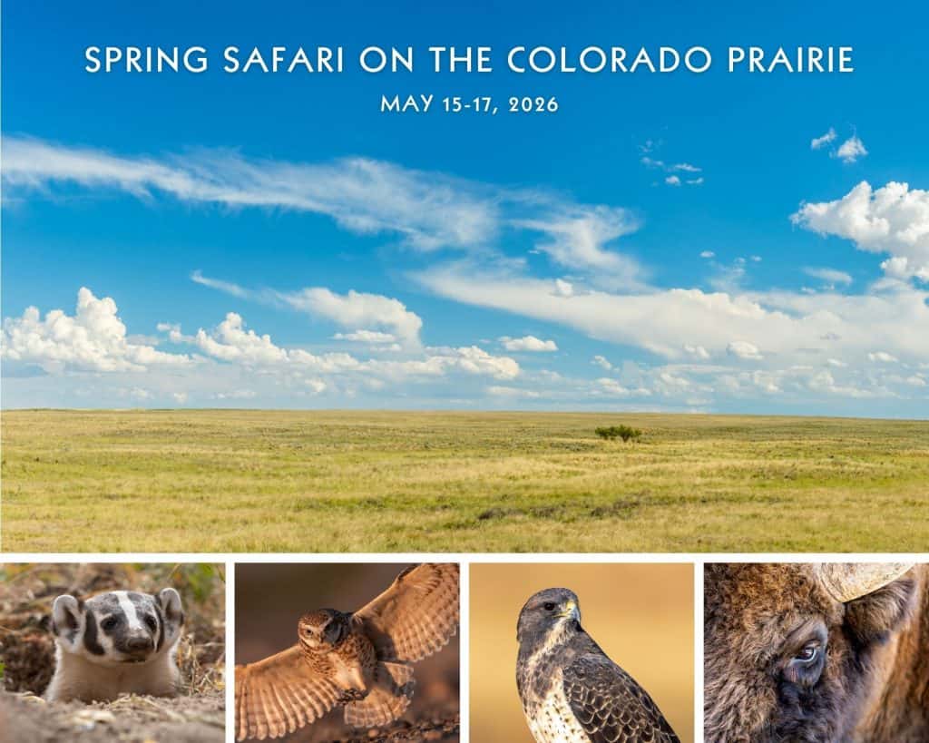 Spring-Safari-Colorado-Prairie-Postcard