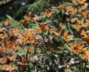 Monarch-butterfly-clusters3-scaled.jpg