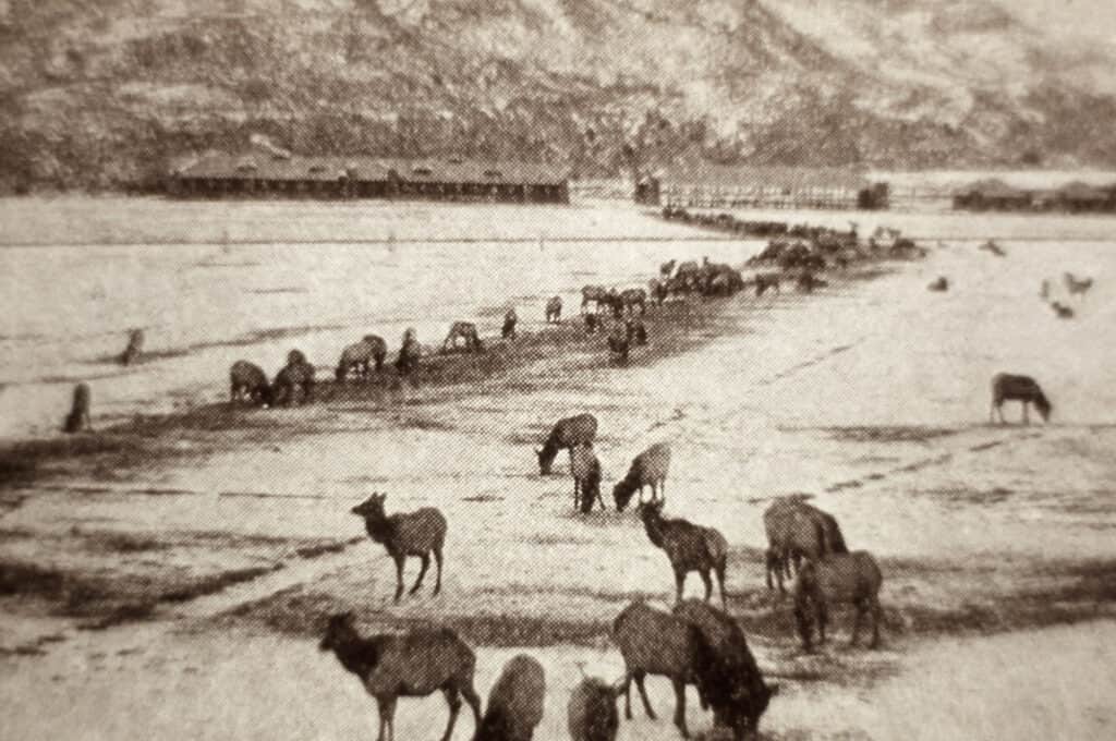 Elk feeding line in Gardiner, Montana; Photographer unknown; Pre 1909