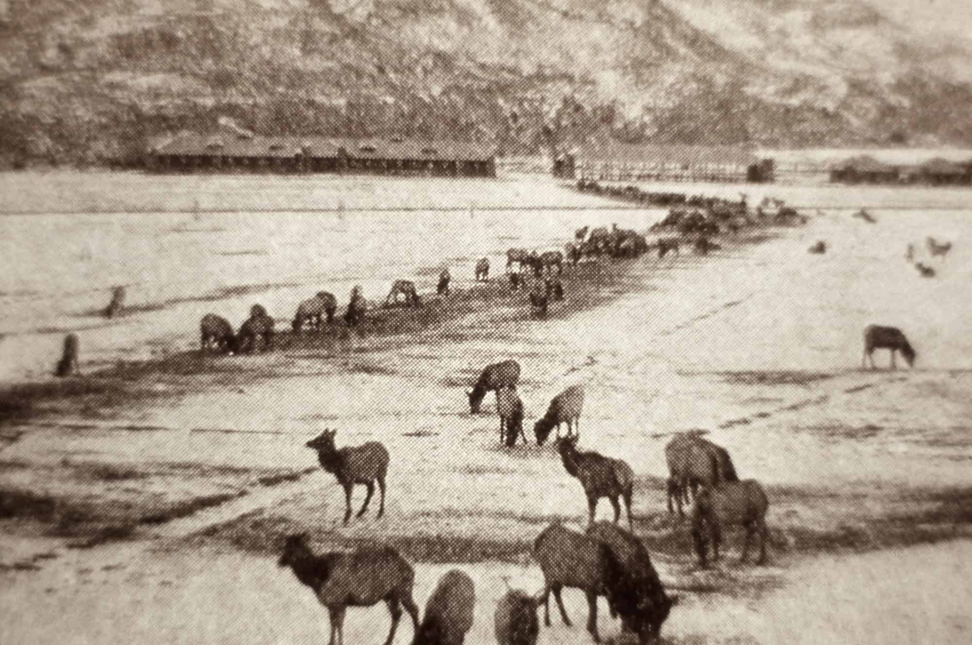 Elk feeding line in Gardiner, Montana; Photographer unknown; Pre 1909