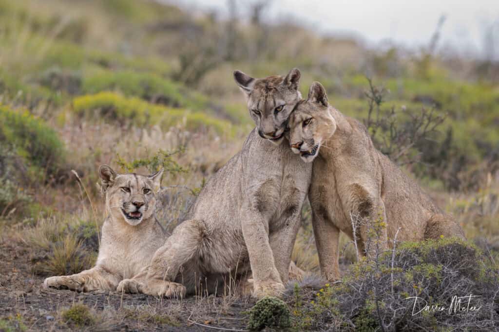 Pumas in Patagonia by Darren McTee