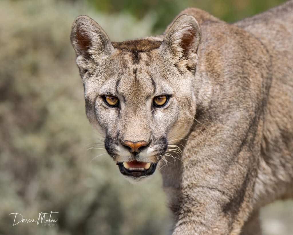 Puma in Patagonia by Darren McTee