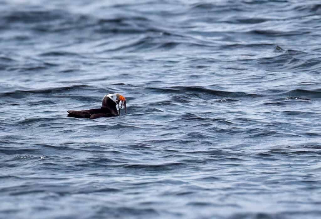 Photo by Reefs to Rockies pro photographer Michelle Theall