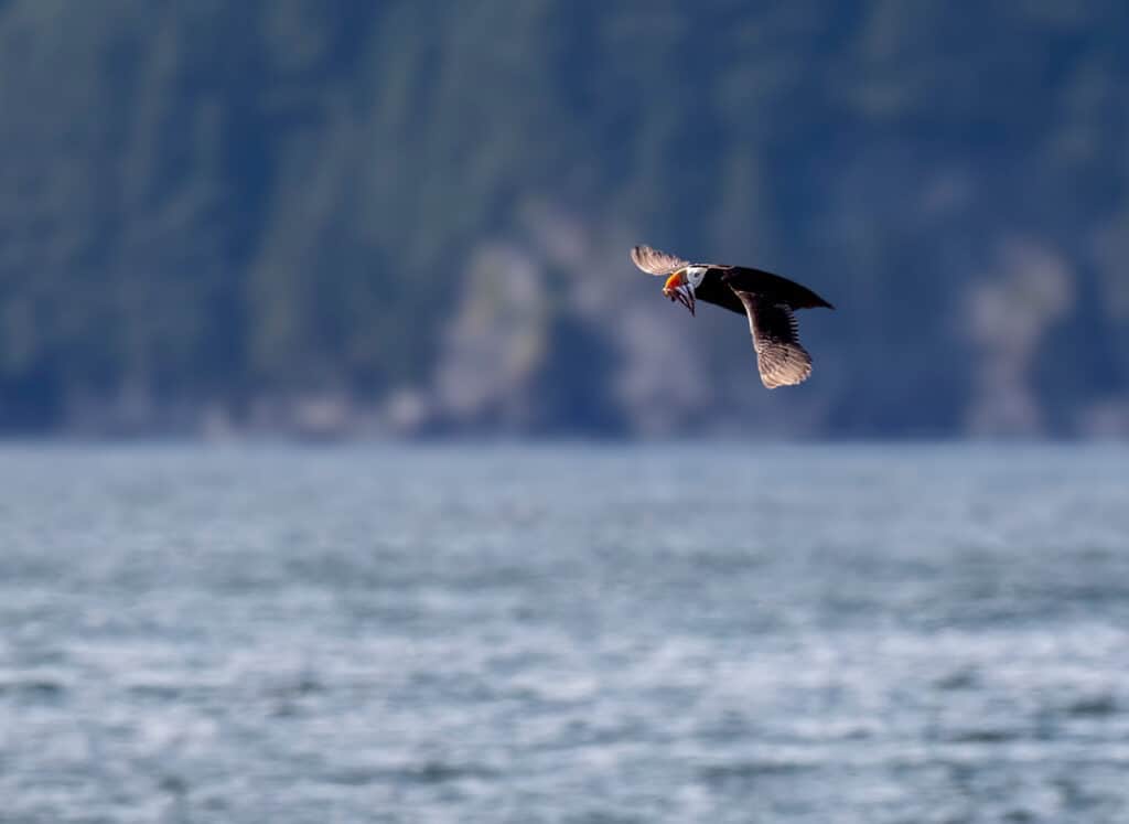 Photo by Reefs to Rockies pro photographer Michelle Theall