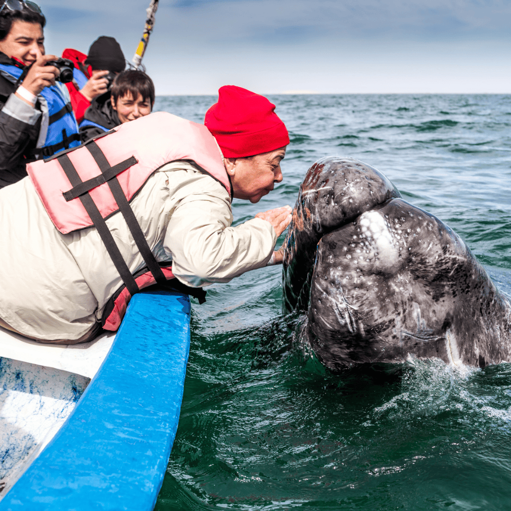 Friendly gray whales at Baja Sur