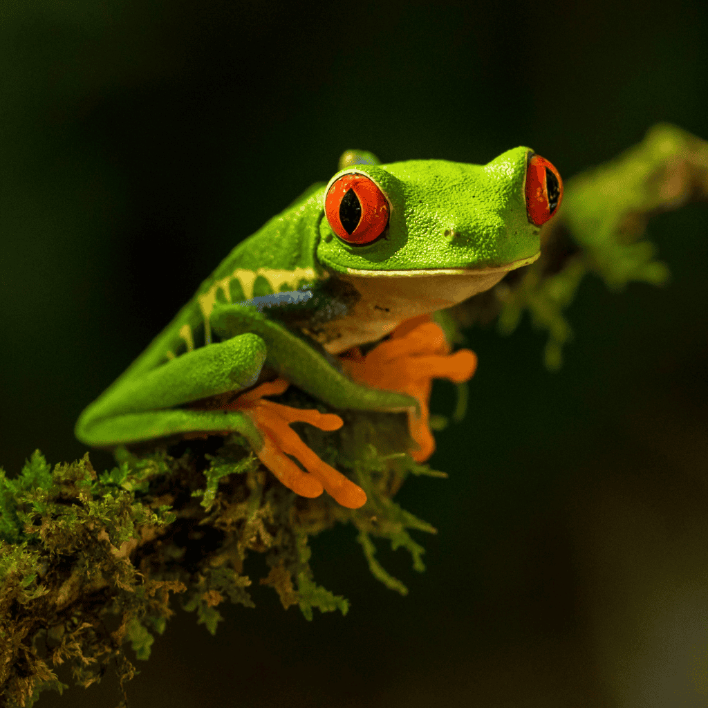 Red-eyed tree frog in Costa Rica