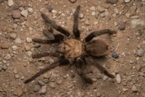 Tarantula in Colorado photo by Alex Wiles